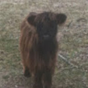 Meet your Posher, Buckley farm